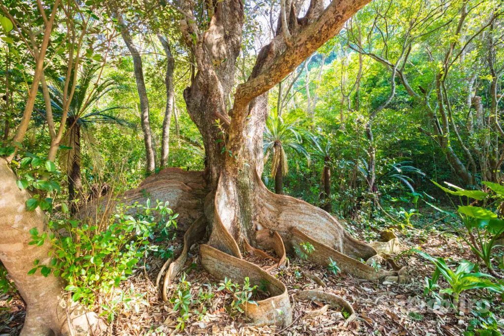 奄美大島最大級のサキシマスオウノキ | 奄美名店ドットコム
