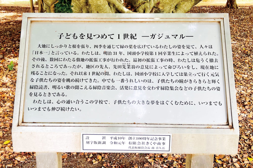 奄美信用組合 沖永良部島観光 日本一のガジュマル 記事写真 4